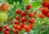 A close-up shot of ripe and unripe cherry tomatoes hanging from the vine in a greenhouse.