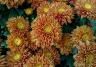 Orange chrysanthemum flowers in bloom