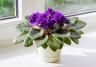 Purple flowering African violet in a pot on windowsill