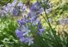 Blue Agapanthus flowers in the garden. 