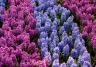 Patchwork of purple and blue hyacinths in garden.