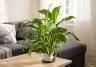 Der richtige Standort für Spathiphyllum
