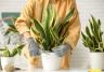 Plante sansevieria, ou langue de belle-mère, en pot