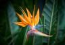 Plante strelitzia, ou oiseau du paradis, en fleur