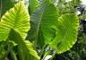 Plante alocasia oreille d’éléphant en extérieur