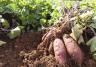 Plantation culture et récolte de la patate douce