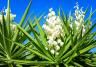 Yucca plant with white flowers and long green leaves on blue sky background. 