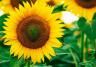 comment cultiver des tournesols
