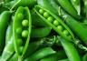 How to grow sugar snap peas