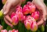 tulipes roses poussant à l'extérieur, tenues par une paire de mains