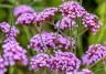 How to grow and care for Verbena 