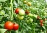 Tomatoes on plant