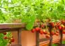 Balcony Rail with Planter and Ripe Tomatoes