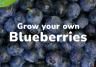 Grow your own Blueberries