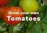 Grow your own Tomatoes