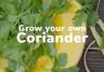 Coriander