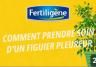 Comment prendre soin d'un figuier pleureur