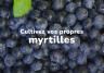 cultiver des myrtilles