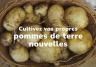 cultiver des pommes de terre 