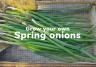 Grow your own spring onions | Love The Garden