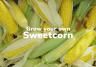 How to grow sweetcorn | Love The Garden