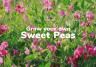 Grow your own sweetpeas | Love The Garden