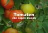 tomaten kweken