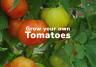 Grow your own tomatoes | Love The Garden