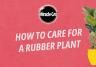 How to care for a Rubber Plant