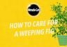 How to care for a Weeping Fig