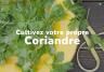 Cultivez votre propre coriandre 