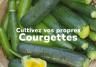 Cultivez vos propres courgettes