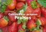 Cultivez vos propres fraises