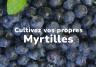 Cultivez vos propres myrtilles