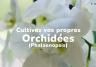 Cultivez vos propres orchidées