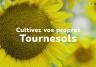 Cultivez vos propres tournesols