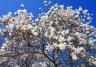 Flowering white star magnolia tree against a blue sky