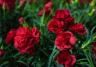 Red carnations growing in a garden in New Zealand