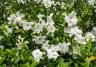A gardenia shrub in New Zealand blooming with white flowers.