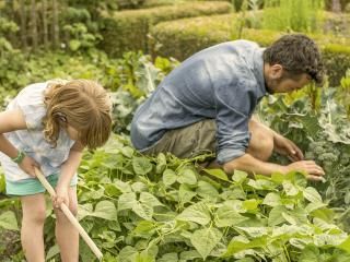Bauerngarten - Pflanzung und Pflege