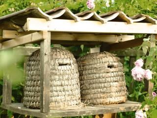 Bienen - schützen und fördern