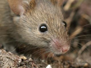 Hausmäuse bekämpfen