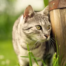 Plagegeister im Garten