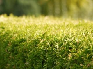 Schuppenbräune an Thuja