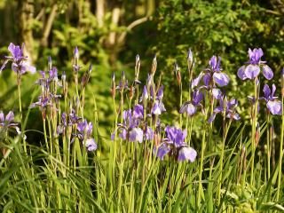 Stauden für alle Fälle