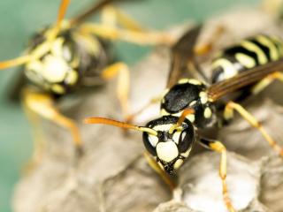 Wespen