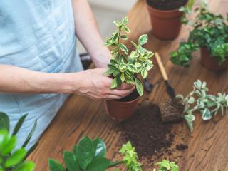 Zimmerpflanzen umtopfen