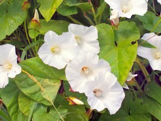 Killing Common Garden Weeds Lovethegarden