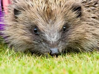 15 hedgehog facts for kids | lovethegarden