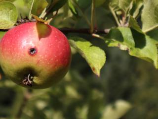 apfelwickler bekaempfen